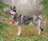 Tammy, a Siberian Husky and German Shepherd Dog mix tested with EmbarkVet.com