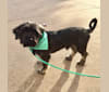 Photo of Milo, a Chihuahua, Poodle (Small), Miniature Schnauzer, and Mixed mix in Houston, Texas, USA