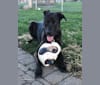 Axel, a Staffordshire Terrier and Rottweiler mix tested with EmbarkVet.com