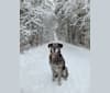 Photo of Achille, a German Shepherd Dog, Golden Retriever, and Labrador Retriever mix in Montréal, Québec, Canada