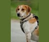 Huey, a Bluetick Coonhound and Chow Chow mix tested with EmbarkVet.com