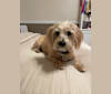 Penny, a Poodle (Small) and Golden Retriever mix tested with EmbarkVet.com
