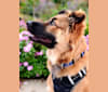 Twix, a German Shepherd Dog and Chow Chow mix tested with EmbarkVet.com