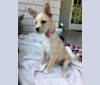 Ziggy, a Chihuahua and Poodle (Small) mix tested with EmbarkVet.com