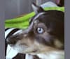 Kaja, a Chow Chow and American Eskimo Dog mix tested with EmbarkVet.com