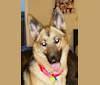 Lola, a German Shepherd Dog tested with EmbarkVet.com