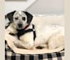 Trick, a Beagle and Australian Cattle Dog mix tested with EmbarkVet.com