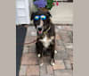 Kennedy, a Labrador Retriever and Anatolian Shepherd Dog mix tested with EmbarkVet.com