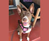 bindi, an American Pit Bull Terrier and Akita mix tested with EmbarkVet.com