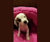 Photo of Leonard, a Beagle  in West Virginia, USA