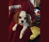 Annie, a Cavalier King Charles Spaniel tested with EmbarkVet.com