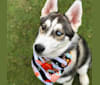 Kona, a Siberian Husky tested with EmbarkVet.com