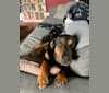 Rita, a Rottweiler and German Shepherd Dog mix tested with EmbarkVet.com