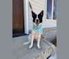 Lupita, an Australian Cattle Dog and Border Collie mix tested with EmbarkVet.com