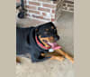Lazer, a Rottweiler and American Pit Bull Terrier mix tested with EmbarkVet.com