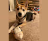 Milo, a Shiba Inu tested with EmbarkVet.com