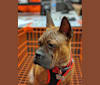Waldo, a Chinese Chongqing Dog tested with EmbarkVet.com