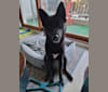 Evie, a Japanese or Korean Village Dog and Jindo mix tested with EmbarkVet.com