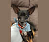 T (Theo), a Rat Terrier tested with EmbarkVet.com