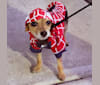 Photo of Webster, a Yorkshire Terrier, Maltese, and Pomeranian mix in Cincinnati, Ohio, USA