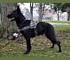 Grimm, a Dutch Shepherd and German Shepherd Dog mix tested with EmbarkVet.com