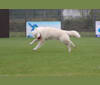 Hanska Ska du Domaine de la Combe Noire, a White Shepherd tested with EmbarkVet.com