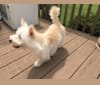 Charlie Peanut, an East Asian Village Dog and Miniature Schnauzer mix tested with EmbarkVet.com