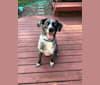 Rennie, a Catahoula Leopard Dog and Great Pyrenees mix tested with EmbarkVet.com