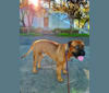 Kano, a Bullmastiff tested with EmbarkVet.com