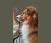 Buddy, a German Shepherd Dog and Collie mix tested with EmbarkVet.com