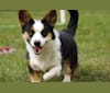 Croc, a Cardigan Welsh Corgi tested with EmbarkVet.com
