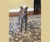 Mr. Pickles, an Italian Greyhound tested with EmbarkVet.com