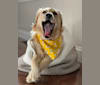 Puff, a Labrador Retriever and Golden Retriever mix tested with EmbarkVet.com
