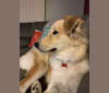 Cooper, a Great Pyrenees and Siberian Husky mix tested with EmbarkVet.com