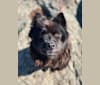 Photo of Sheva, a Chow Chow and Norwegian Elkhound mix in Newport News, Virginia, USA