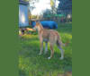 Loomy, a Carolina Dog tested with EmbarkVet.com