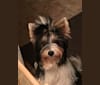 Bella, a Biewer Terrier tested with EmbarkVet.com