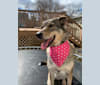 Olive, a German Shepherd Dog and Great Pyrenees mix tested with EmbarkVet.com