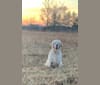 Jackson, a Clumber Spaniel tested with EmbarkVet.com