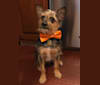 Alasdair, a Chihuahua and Yorkshire Terrier mix tested with EmbarkVet.com