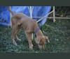 Lila, an American Pit Bull Terrier and Labrador Retriever mix tested with EmbarkVet.com