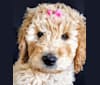 Photo of Sailor, a Goldendoodle  in Lindon, UT, USA