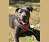 Penny, a Staffordshire Terrier and Cocker Spaniel mix tested with EmbarkVet.com