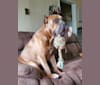 Dredd, a Cane Corso tested with EmbarkVet.com