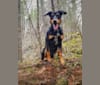 Hati, a Doberman Pinscher and German Shepherd Dog mix tested with EmbarkVet.com