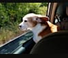 Marley, a Beagle tested with EmbarkVet.com