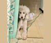 Leo, a Poodle (Standard) tested with EmbarkVet.com