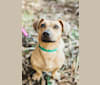 Peanut, an American Pit Bull Terrier and Dachshund mix tested with EmbarkVet.com