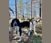 Photo of Ernie, a Treeing Walker Coonhound, Plott, Great Pyrenees, Labrador Retriever, and Redbone Coonhound mix in North Carolina, USA