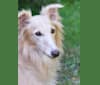 Plutten, a Silken Windhound tested with EmbarkVet.com